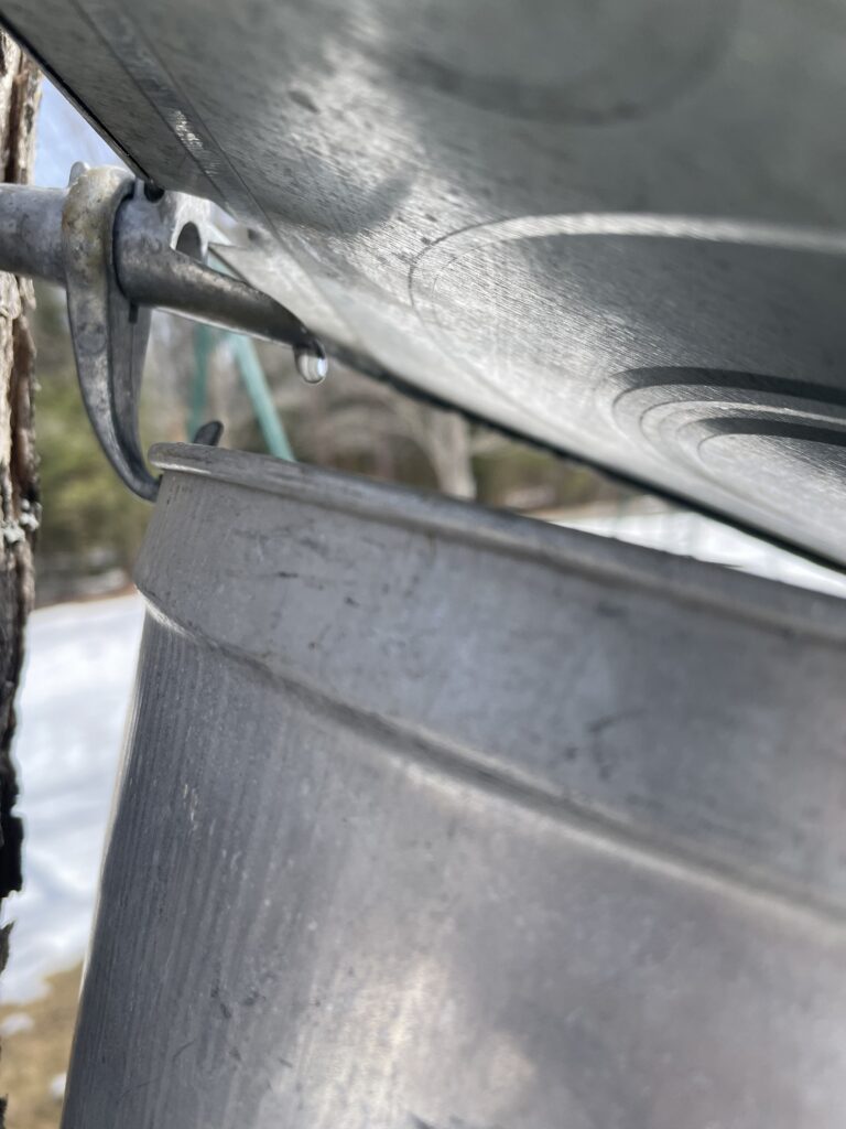 A maple tap